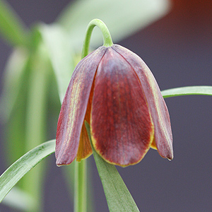 Fritillaria pontica
