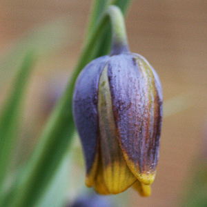 Fritillaria uva vulpis
