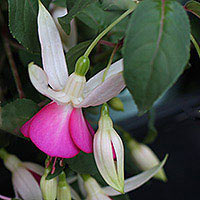 Fuchsia Flower