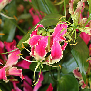 Gloriosa superba 'Rothschildiana'