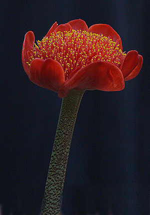 Haemanthus coccineus