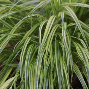 Japanese Forest Grass