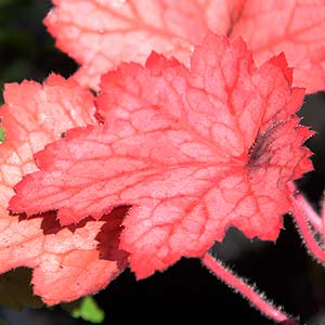 Heuchera 'Georgia' Peach'