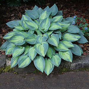 Hosta Plant