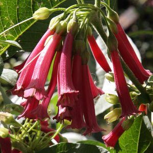 Iochroma cyaneum 'Red Wine'