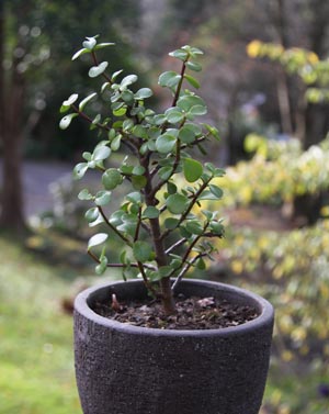 Jade Plant Growing in Container