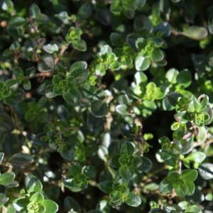 Herb Plant