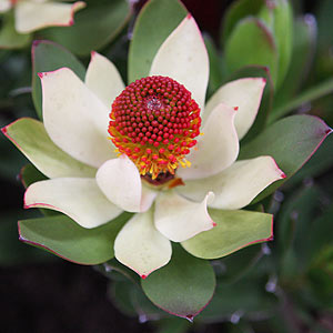 Leucadendron-laureolum-x-strobilinum