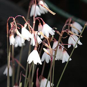 Leucojum autumnale