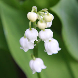 Convallaria majalis White flowering Lily of the Valley