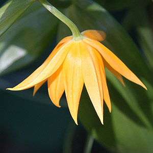 littonia modesta
