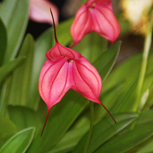 Masdevalia Orchid - Partizan Elegant Rose