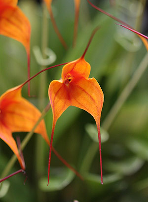 Masdevallia Orchid Flower