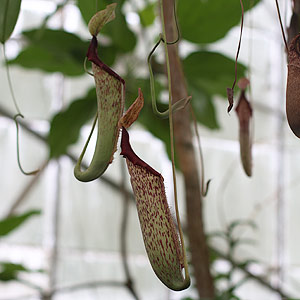 Nepenthe The Pitcher Plant