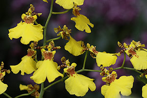 Oncidium Orchid Flower