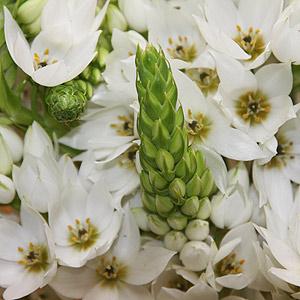 Ornithogalum thyrsoides - The Chincherinchee