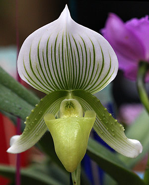 Paphiopedilum Orchid Flower