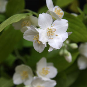 Mock Orange Plant