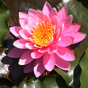 With a little care and proper planting Water Lily Flowers will look like this