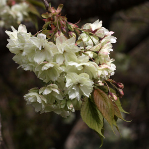Cherry Blossom Tree
