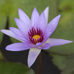 Water Lily Flower