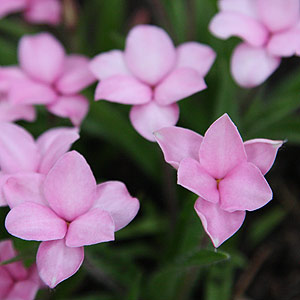 Rhodohypoxis stella