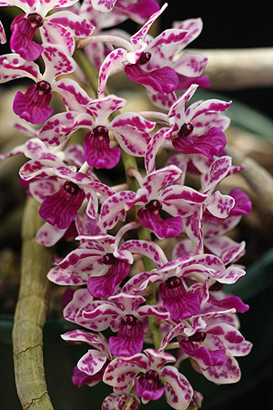 Rhynchostylis Gigantea