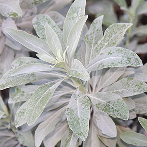Salvia apiana - White Sage