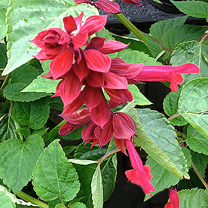 Salvia Vanhouttei