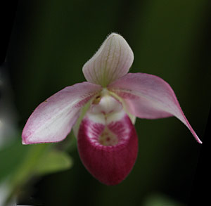 Selenipedium Orchid