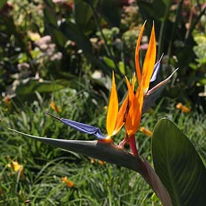 Easy Care Strelitzia