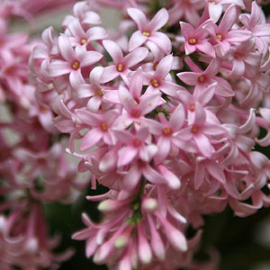 Syringa x josiflexa 'Bellicent' flower close up