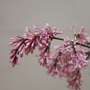 Syringa x josiflexa 'Bellicent'