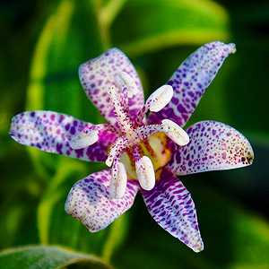 Tricyrtis hirta (Toad Lily)