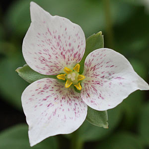 Trilliums grow well in shade