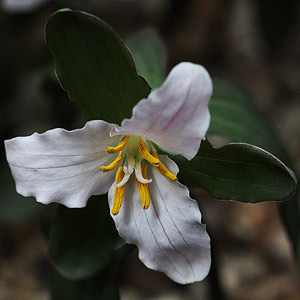 Trillium Flower - Trillium pusillum var pusillum