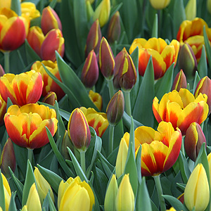 Tulip Flowers and Buds