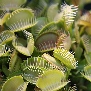The carnivorous plant - venus fly trap