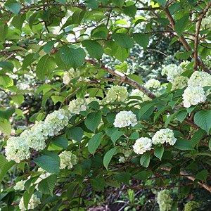 Viburnum in flower