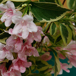 variegated form of the Weigela