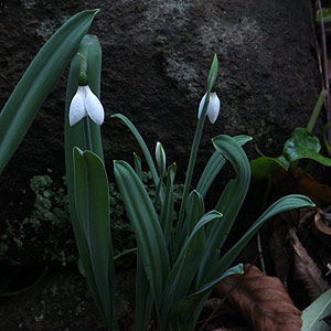 Winter Flowering Galanthus