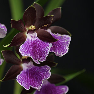 Zygopetalum Arthur Elle