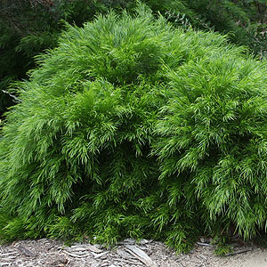 Acacia cognata