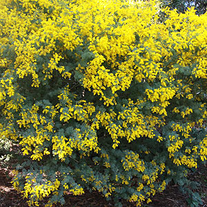 Acacia Plant