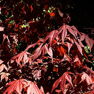 Acer palmatum atropurpureum 'Bloodgood'
