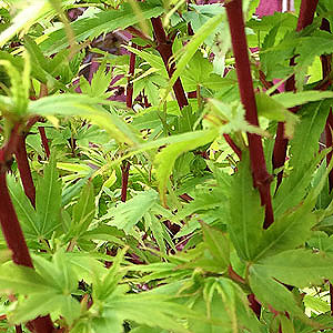 Acer palmatum Eddisbury