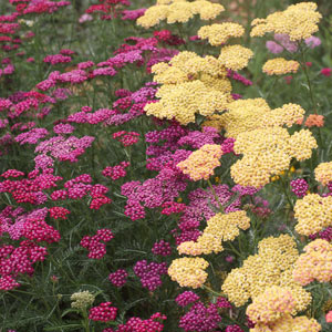 Mixed Achillea Varieties