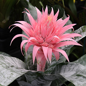 Aechmea fasticata ‘Primera’
