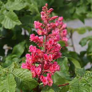Flowering Trees