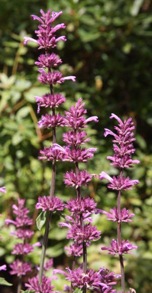 agastache-pallidiflora-ssp-neomexica